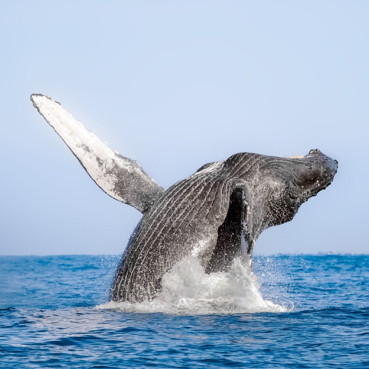 4-essential-tips-for-whale-watching-in-puerto-vallarta-thumbnail