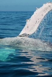 whale-watch-puerto-vallarta